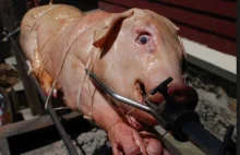 Holenderska Pegida "uczci" tegoroczny Ramadan, piekąc na rożnie świnie...