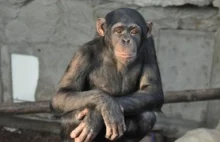 Szympansy nie dostaną takich samych praw jak ludzie