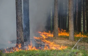 Pożar lasu w Parku Piastowskim w Zielonej Górze