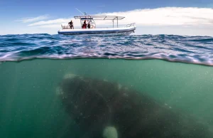 Niezwykłe zdjęcie Justina Hofmana - wieloryb obserwuje łódź czyli...