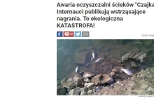 "Martwe ryby w Płocku". Zdjęcia sprzed kilku lat a pelikany łykają...