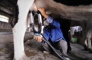 Chińczycy zrobili krowy, dające ludzkie mleko