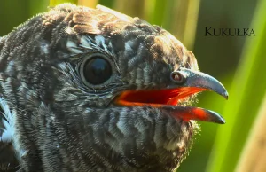 "Kukułka" - fragment filmu "Rytmy natury w dolinie Baryczy" Artura Homana.