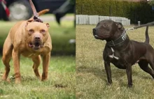Dlaczego pitbull to pies zakazany w UK choć owczarki pogryzły więcej osób?