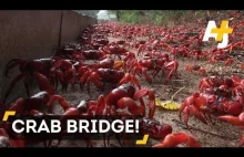Wędrówka milionów czerwonych krabów
