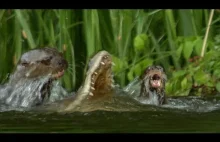 Rodzina największych wydr świata walczy na śmierć i życie z kajmanem