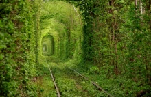 Niesamowity leśny tunel, zwany Tunelem Miłości.
