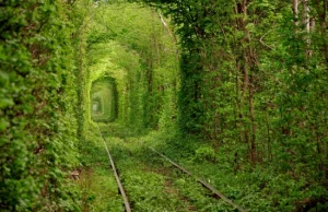 Niesamowity leśny tunel, zwany Tunelem Miłości.