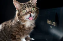 Światowy Dzień Kota. Zobacz 10 najsławniejszych kotów świata