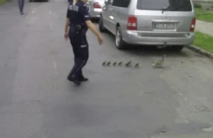 Jaworscy policjanci zostali wezwani by przeprowadzić przez drogę... stado kaczek