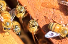 W USA wymarło ponad 40 proc. pszczół. "Dają nam znak, że dzieją się złe...
