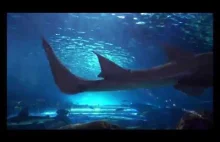 Inside Aquarium Fish Relaxation 4K ultra HD video