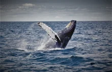 Ekologia. Wieloryby ratują inne gatunki?