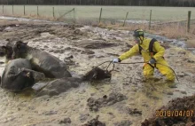 Strażacy uratowali krowy tonące w… oborniku.
