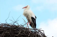 Bociek zawitał do Bydgoskiego Łęgnowa tak wcześnie jak nigdy dotąd