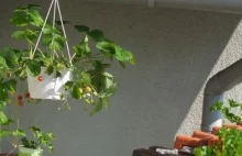 Jak uprawiać truskawki na balkonie?