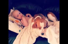 Beautiful dog life with a toddler