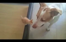 Pies opiekujacy sie kotkiem
