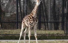 Żyrafek Gortat z warszawskiego zoo nie żyje