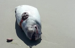 Morze wyrzuciło na plażę martwego morświna. Ktoś go okaleczył
