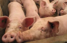 Ukraina wprowadziła embargo na wieprzowinę z dwóch województw w Polsce