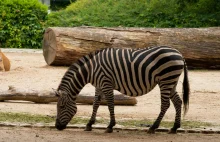 Berlin Zoo - jeden z większych ogrodów zoologicznych świata (fotorelacja)