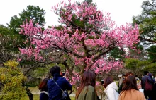 Hanami, święto kwitnących wiśni w Japonii - Szukając Końca Świata