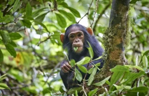 Genetycznie zmutowany, złośliwy wąglik wybija szympansy