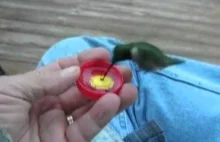 Jak dać wody ptaszkowi Kolibrowate