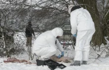 Myśliwi znaleźli w lesie szczątki martwych świń. Jak się tam znalazły?