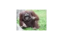 Orangutan ratuje topiące się pisklę ;)