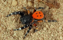 Najciekawsze pająki jakie można spotkać w Polsce