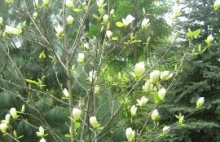 Magnolia brooklińska, Magnolia brooklynensis. . Uprawa magnolii...