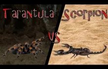Tarantula vs Scorpion - RAP BATTLE