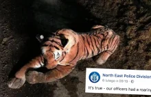 Godzinna obława na pluszowego tygrysa. Policja: Tak, to prawda