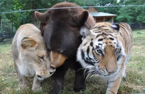 Leo, Baloo and Shere Khan: nierozerwalna więź pomiędzy lwem, misiem i tygrysem