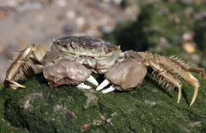 Chińskie groźne kraby grasują po Szczecinie. Uwaga na palce!