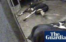 Secret filming shows sick cows slaughtered for meat in Poland