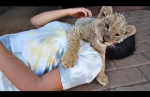 Tak się bawi Lwiątko!- Cute Baby Lion "Attacks" Girl
