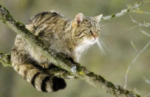 Żbik - jeden z dwóch dzikich kotów występujących w Polsce