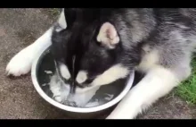 Pies dmuchanie baniek w wodzie