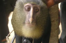 W Kongo odkryto nowy gatunek małpy
