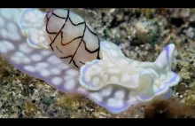 Nurek natknął się na rzadkiego ślimaka morskiego Micromelo