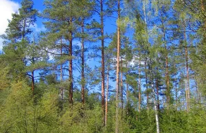 Rodzaje lasów w Polsce