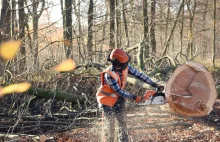 Niemcy wycinają prastary las pod kopalnię węgla brunatnego