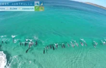 Surfujące delfiny w Australii