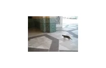 Atak marokańskiego kota