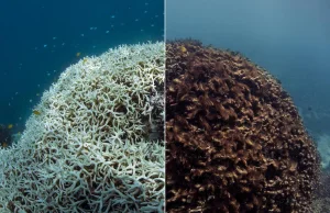 Naukowcy ogłosili śmierć Wielkiej Rafy Koralowej