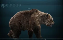 Największy niedźwiedź jaki istniał: niedźwiedź jaskiniowy.
