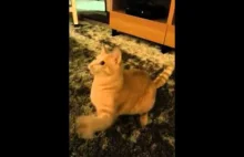 Kot w trybie wibracji